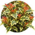 Османтус різнолистий/Osmanthus heterophyllus 0